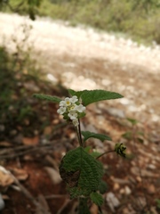 Lantana hirta