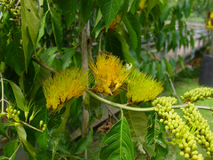 Combretum fruticosum