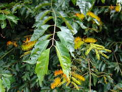 Combretum fruticosum