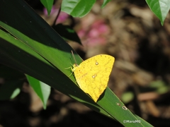 Phoebis neocypris virgo