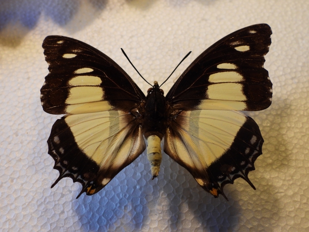Noble White Charaxes