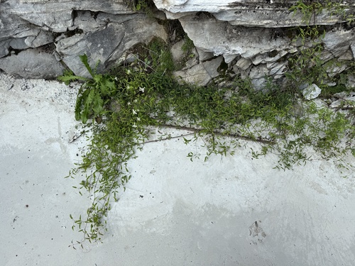 Clematis kirilowii, photograph 3