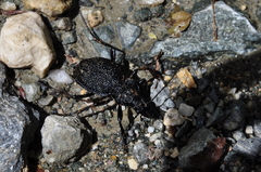 Carabus gigas