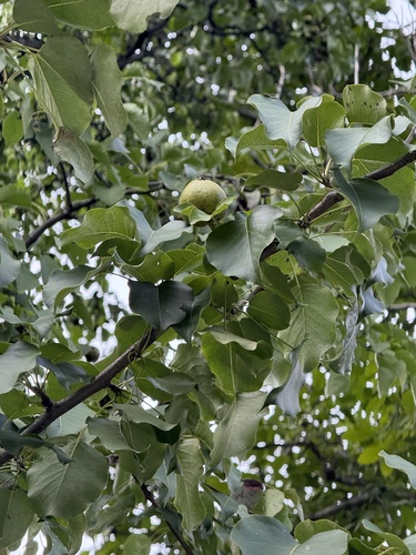 Ussurian pear (Pyrus ussuriensis)