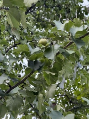 (c) Jane Charlen, some rights reserved (CC BY) Pyrus ussuriensis, photograph (c) Jane Charlen, some rights reserved (CC BY)