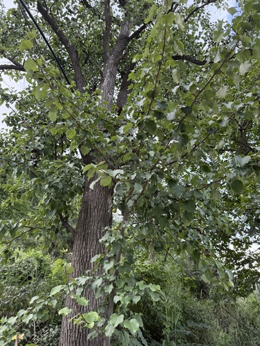 Pyrus ussuriensis, photograph 2