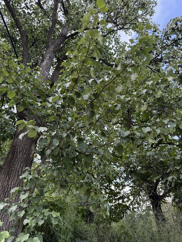 Pyrus ussuriensis, photograph 3