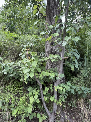 Pyrus ussuriensis, photograph 4