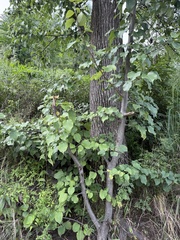 (c) Jane Charlen, some rights reserved (CC BY) Pyrus ussuriensis, photograph (c) Jane Charlen, some rights reserved (CC BY)