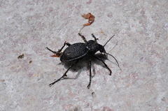 Carabus gigas