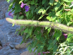 Nyctocereus serpentinus
