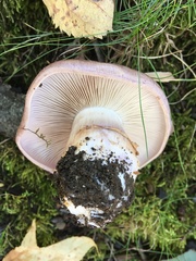 Cortinarius flavescentipes