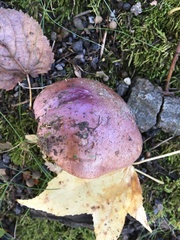 Cortinarius flavescentipes