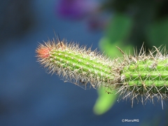 Nyctocereus serpentinus