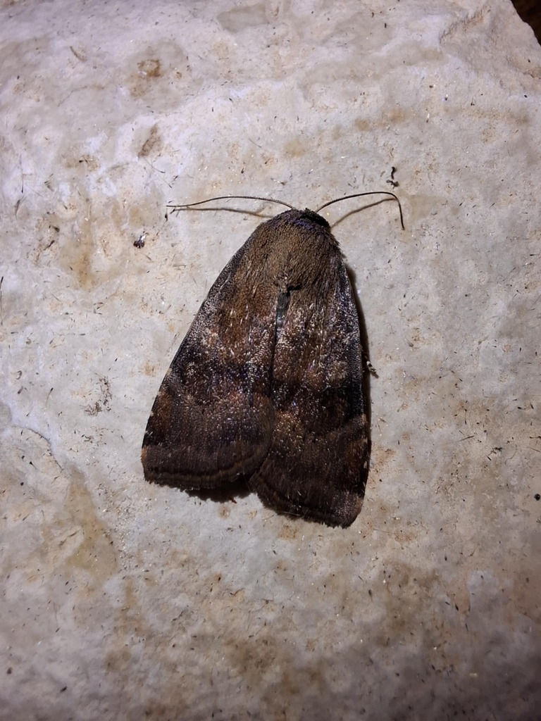 Langmaid's Yellow Underwing