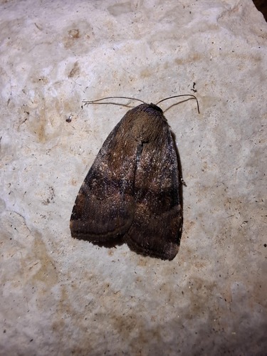 Langmaid's Yellow Underwing