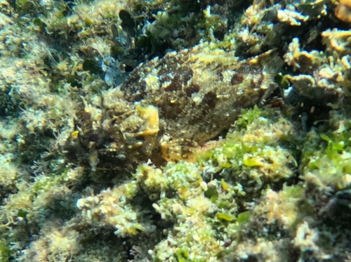 Scorpaena porcus