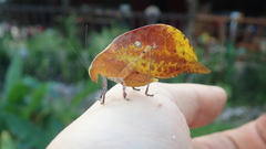 Agaurella mirabilis