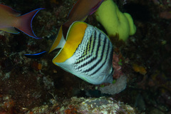 Chaetodon mertensii