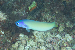 Hoplolatilus starcki