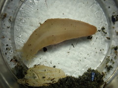 Leptosynapta clarki