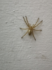 Micrommata