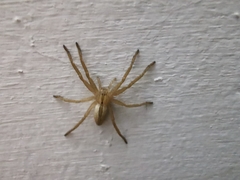 Micrommata