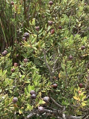 Leucadendron glaberrimum erubescens