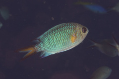 Chromis xanthochira