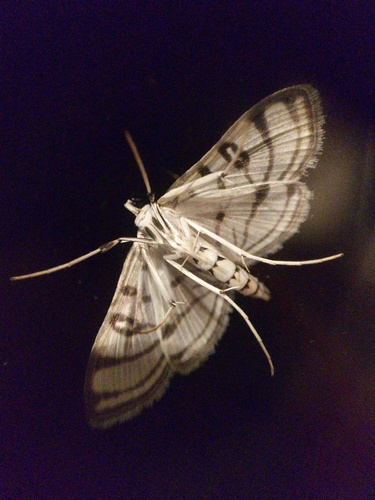 Zebra Conchylodes Moth photo 6