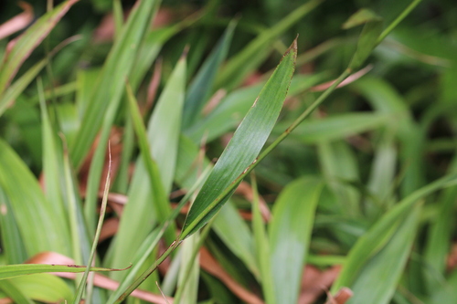 Luzula canariensis, photograph 3