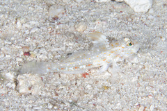 Fusigobius melacron