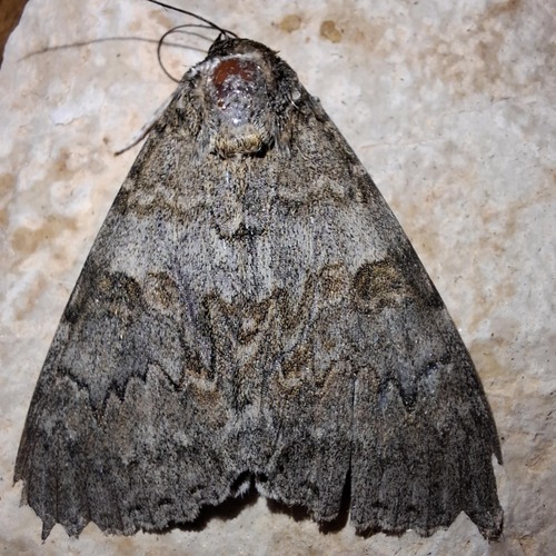 Red underwing
