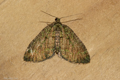 Austrocidaria callichlora