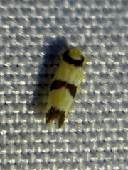 Erythroneura calycula