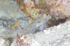 Fusigobius aureus