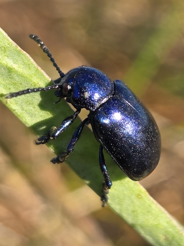 Cobalt Milkweed Beetle
