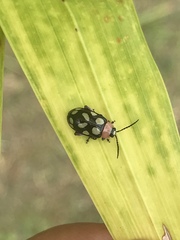 Omophoita simulans