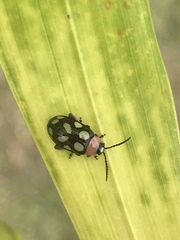 Omophoita simulans