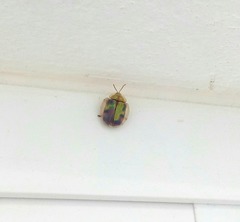 Eurypepla brevilineata