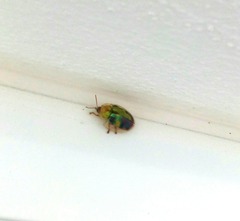 Eurypepla brevilineata