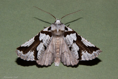 Declana egregia