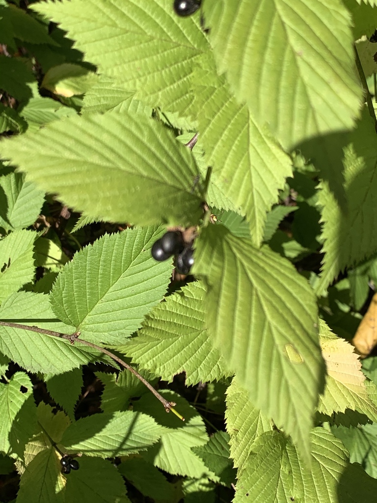Rhodotypos scandens, Houston Pl, Haworth, NJ, US