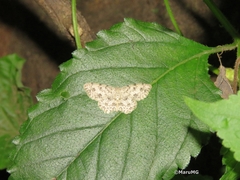 Scopula plantagenaria