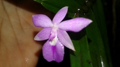 Dimerandra emarginata