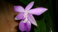 Dimerandra emarginata