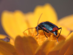 Malachius lusitanicus