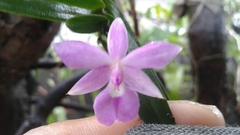 Dimerandra emarginata