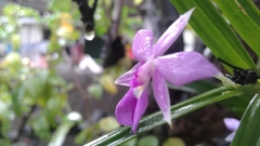 Dimerandra emarginata