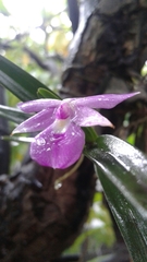 Dimerandra emarginata